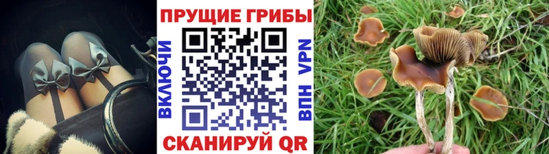 кракен ССЫЛКА  Клин  darknet как зайти  Галлюциногенные грибы Psilocybe 